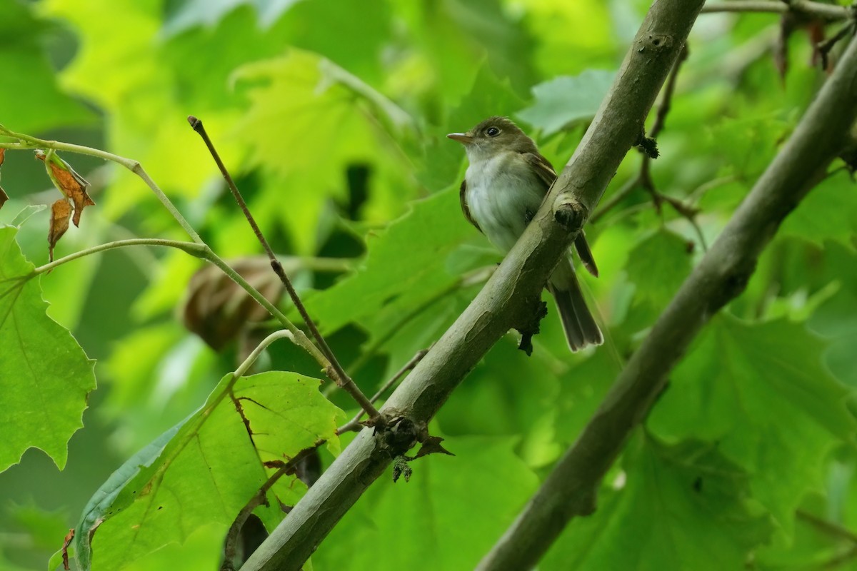 Acadian Flycatcher - ML638263050