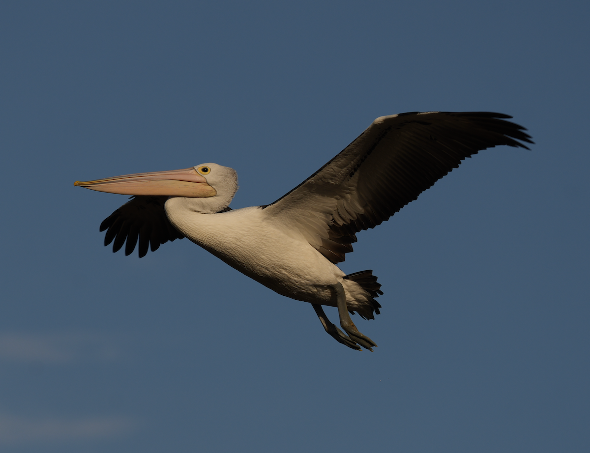Australian Pelican - ML638263052