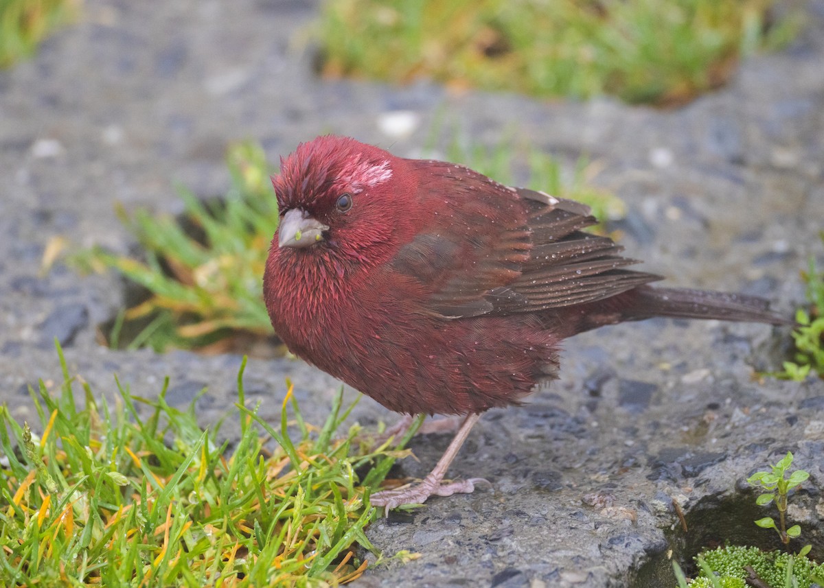 Taiwan Rosefinch - ML638263054