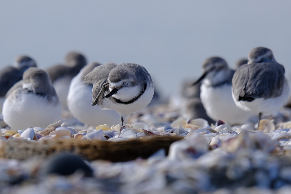 Wrybill - ML638263057