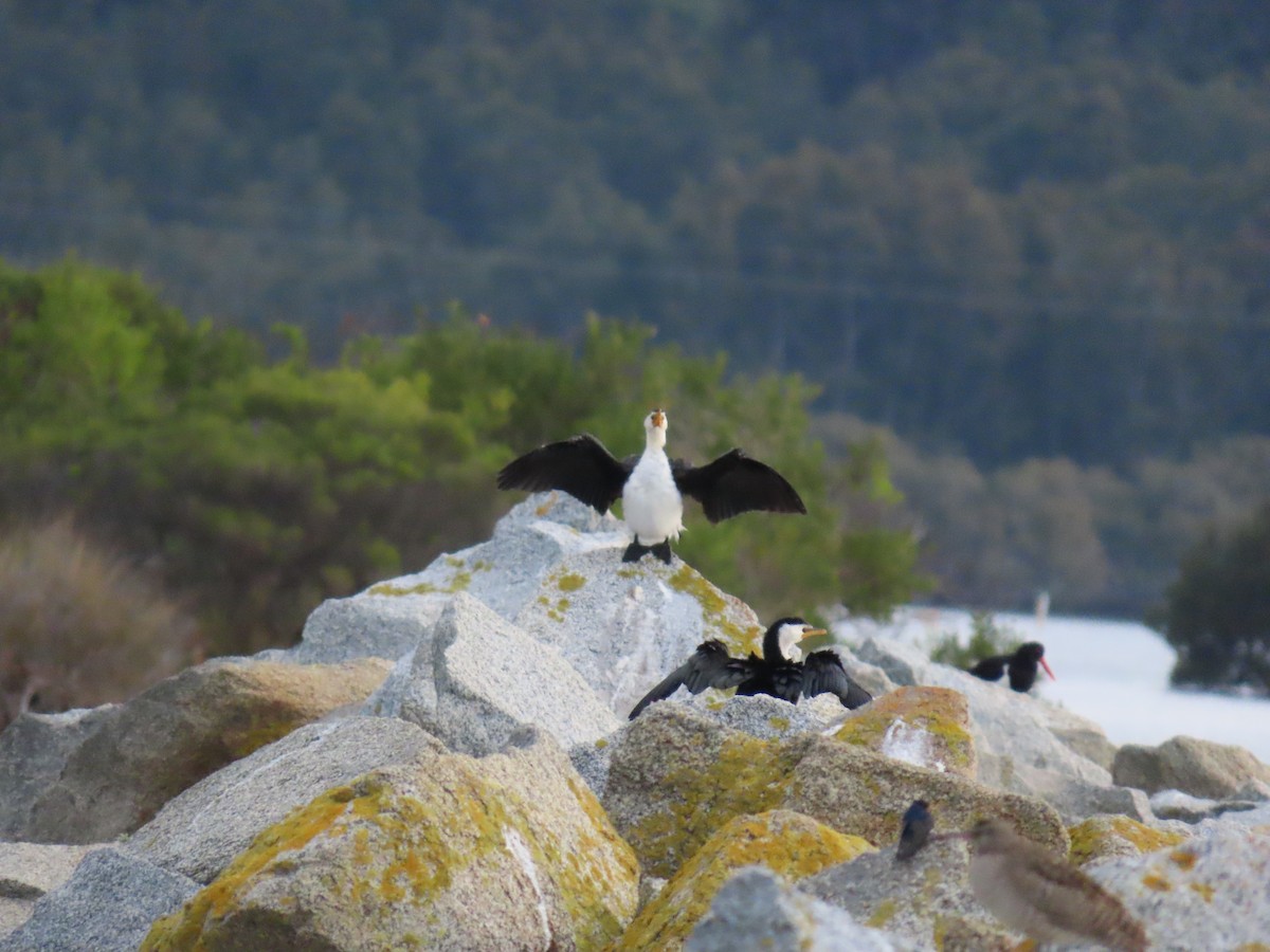 Little Pied Cormorant - ML638263059