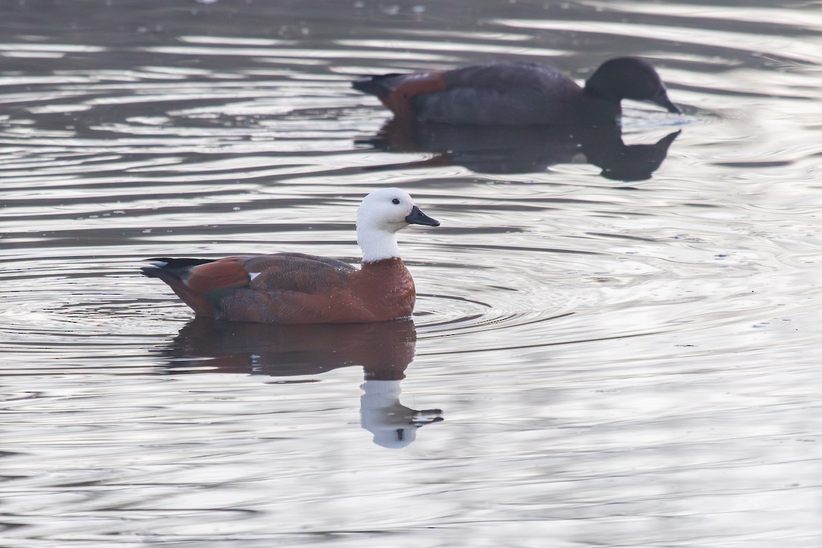 Paradise Shelduck - ML638263061