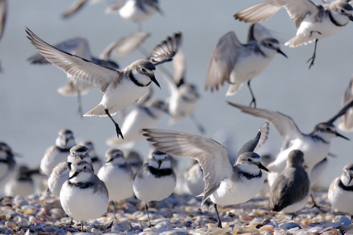 Wrybill - ML638263062