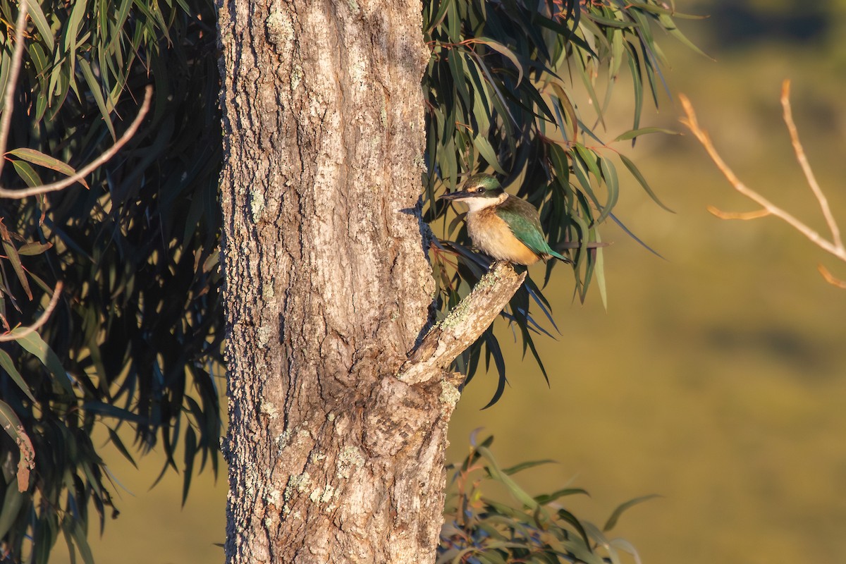 Sacred Kingfisher - ML638263064