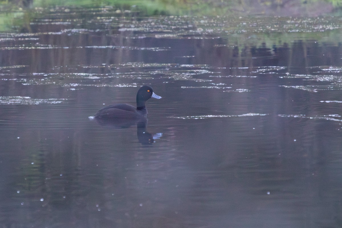 New Zealand Scaup - ML638263068