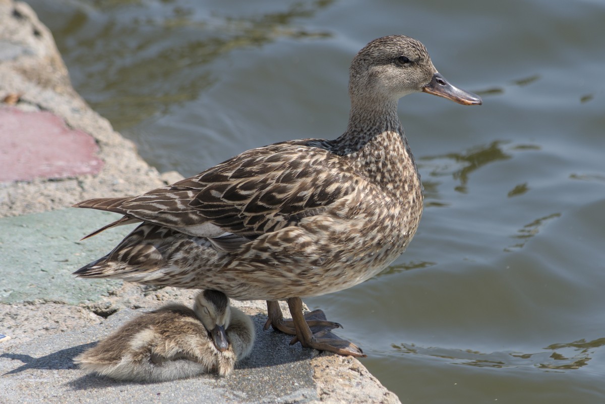 Gadwall - ML638263071