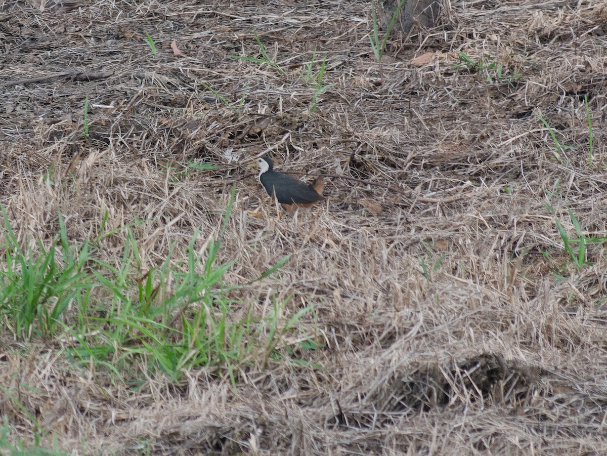 White-breasted Waterhen - ML638263076
