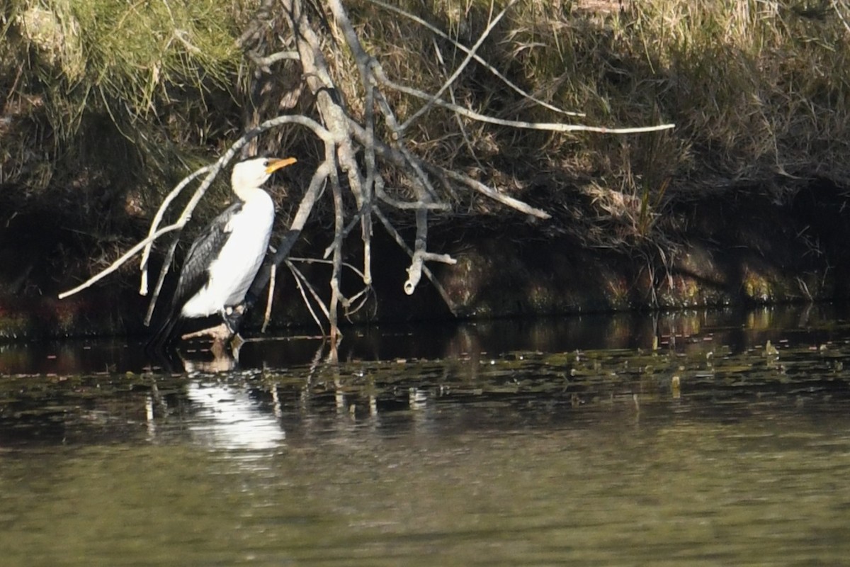 Little Pied Cormorant - ML638263077