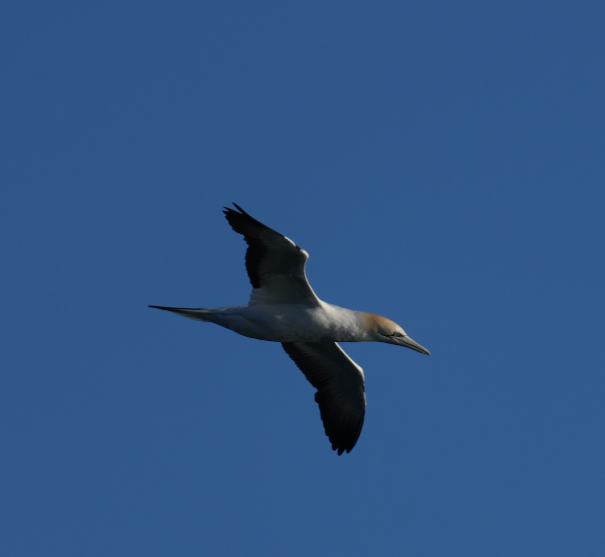 Australasian Gannet - ML638263084