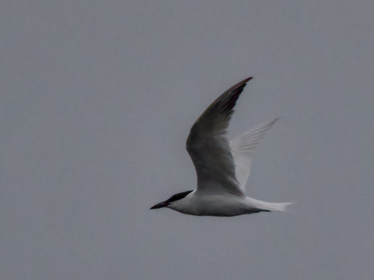 Australian Tern - ML638263089