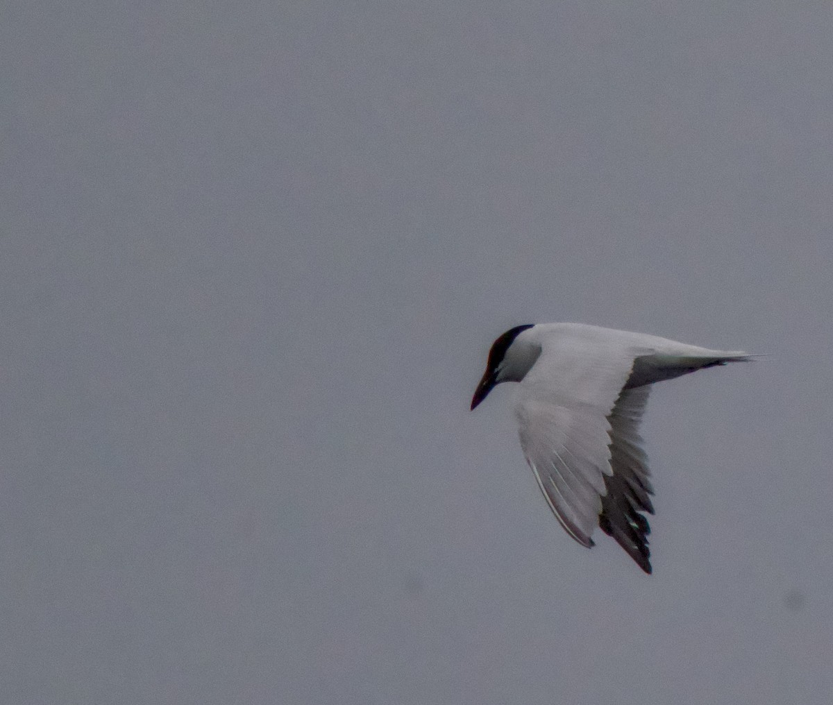 Australian Tern - ML638263090