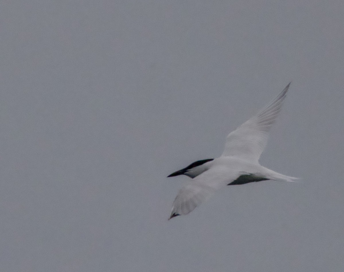Australian Tern - ML638263091