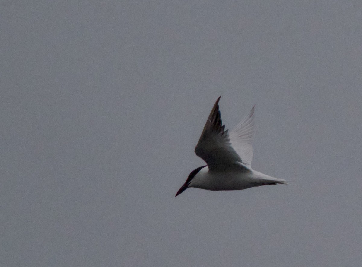 Australian Tern - ML638263092