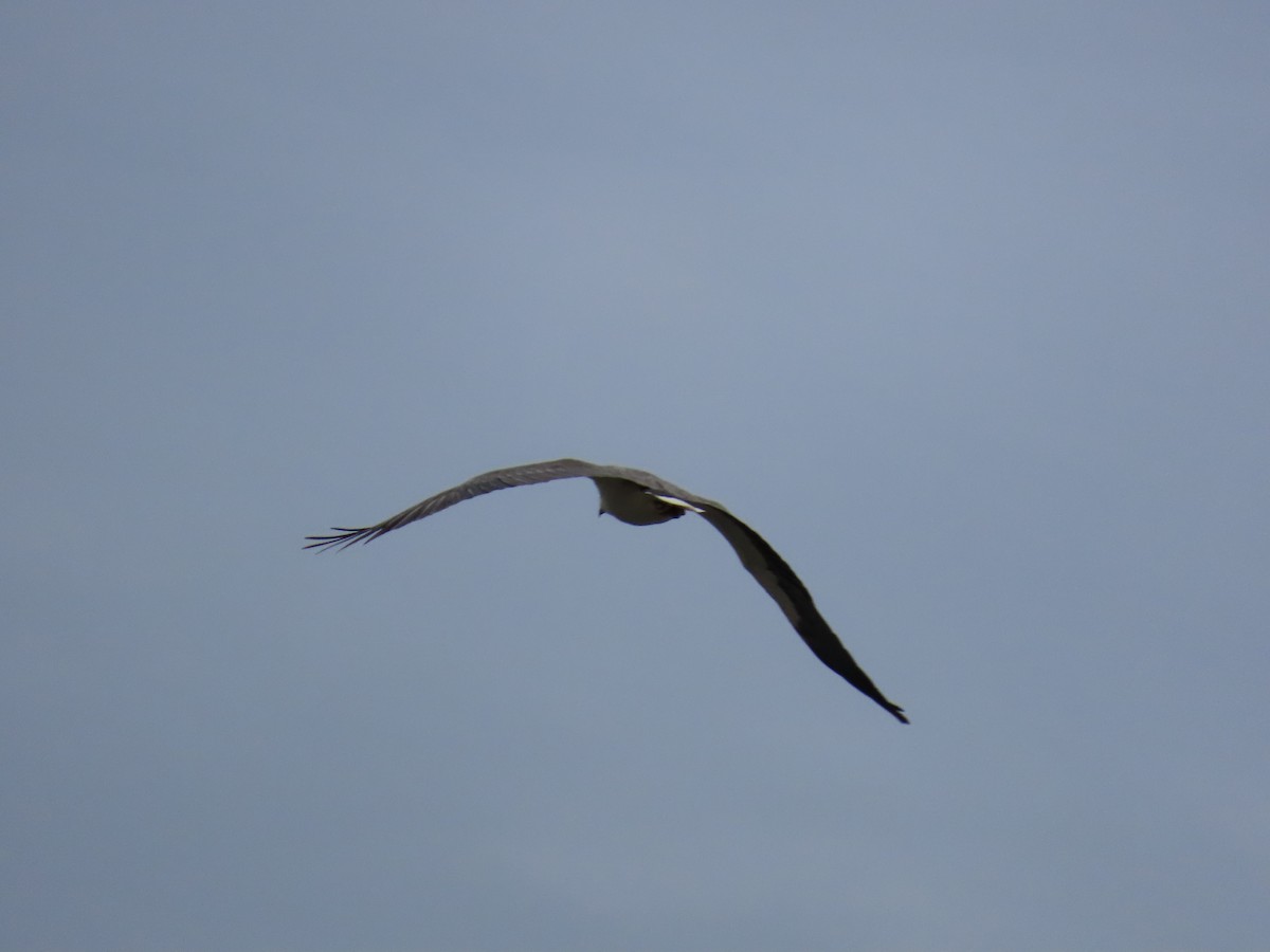 White-bellied Sea-Eagle - ML638263104