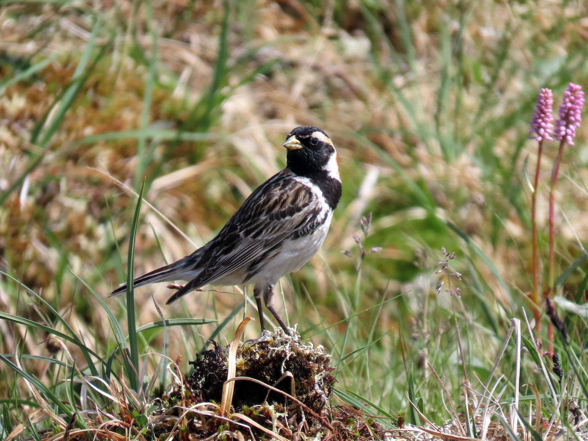 Lapland Longspur - ML638263115