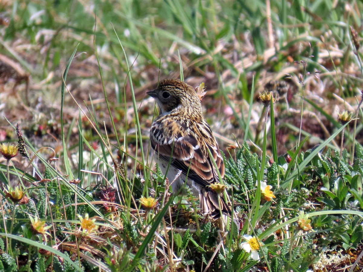 Lapland Longspur - ML638263117