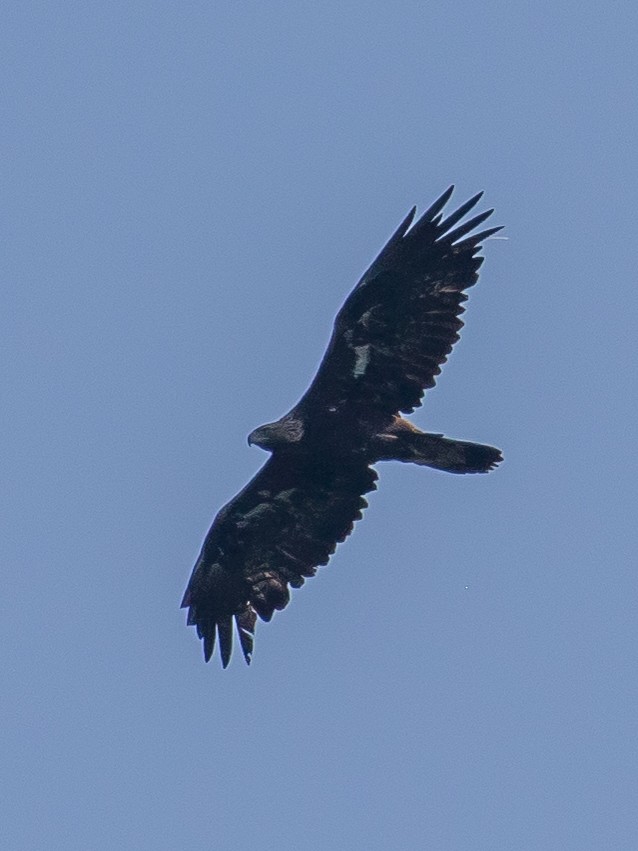 Golden Eagle - ML638263133