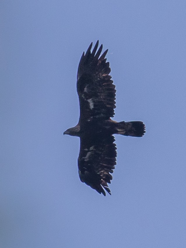 Golden Eagle - ML638263135