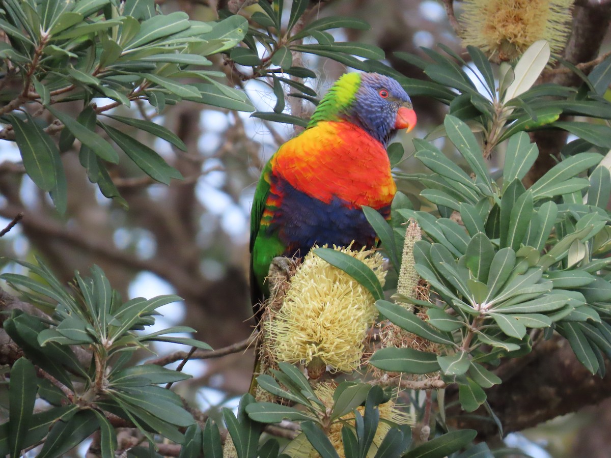 Rainbow Lorikeet - ML638263140