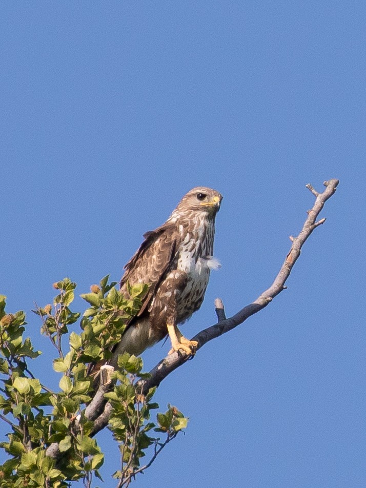 Common Buzzard - ML638263141