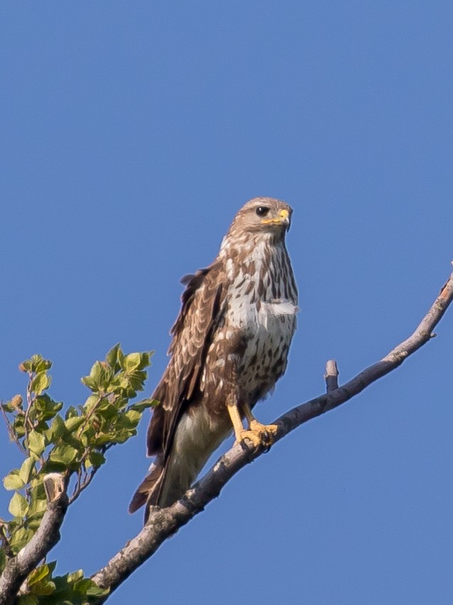 Common Buzzard - ML638263142