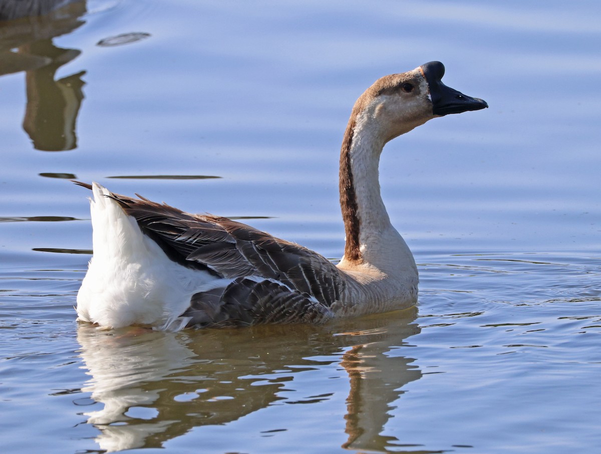 Swan Goose (Domestic type) - ML638263153