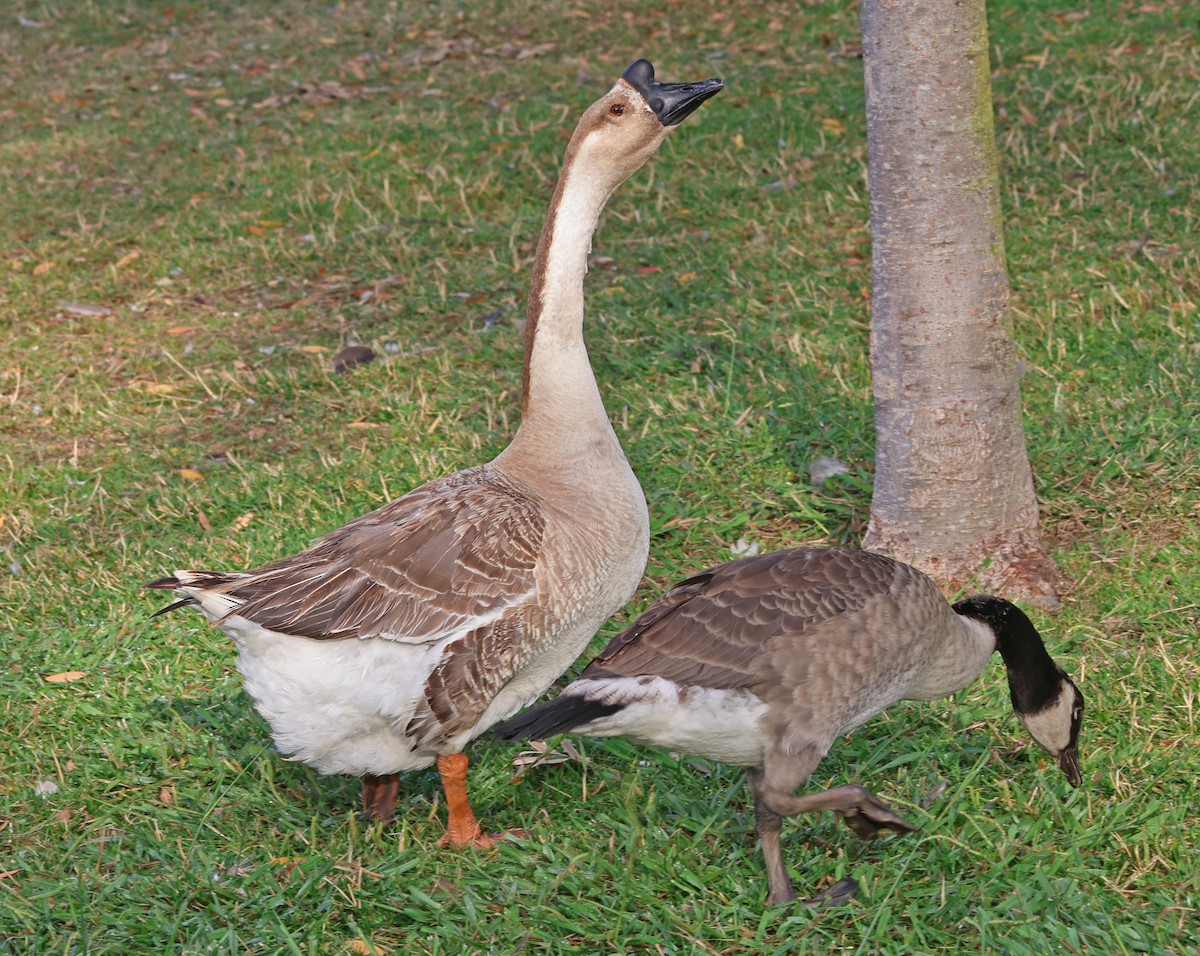Swan Goose (Domestic type) - ML638263154
