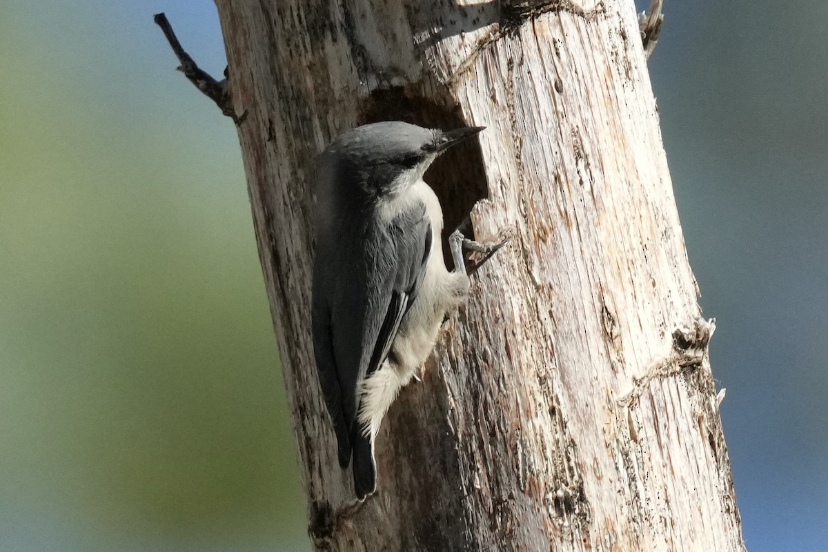 Pygmy Nuthatch - ML638263234