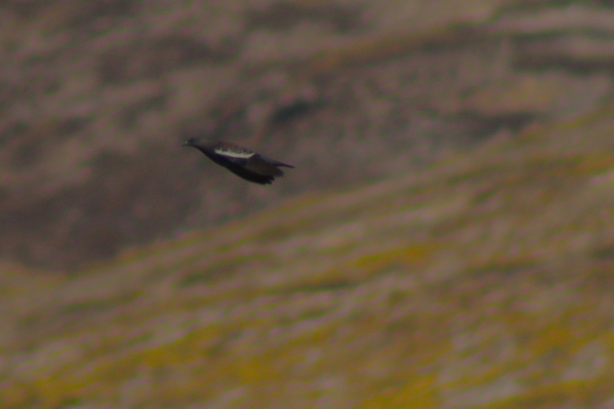 Spot-winged Pigeon - ML638263242