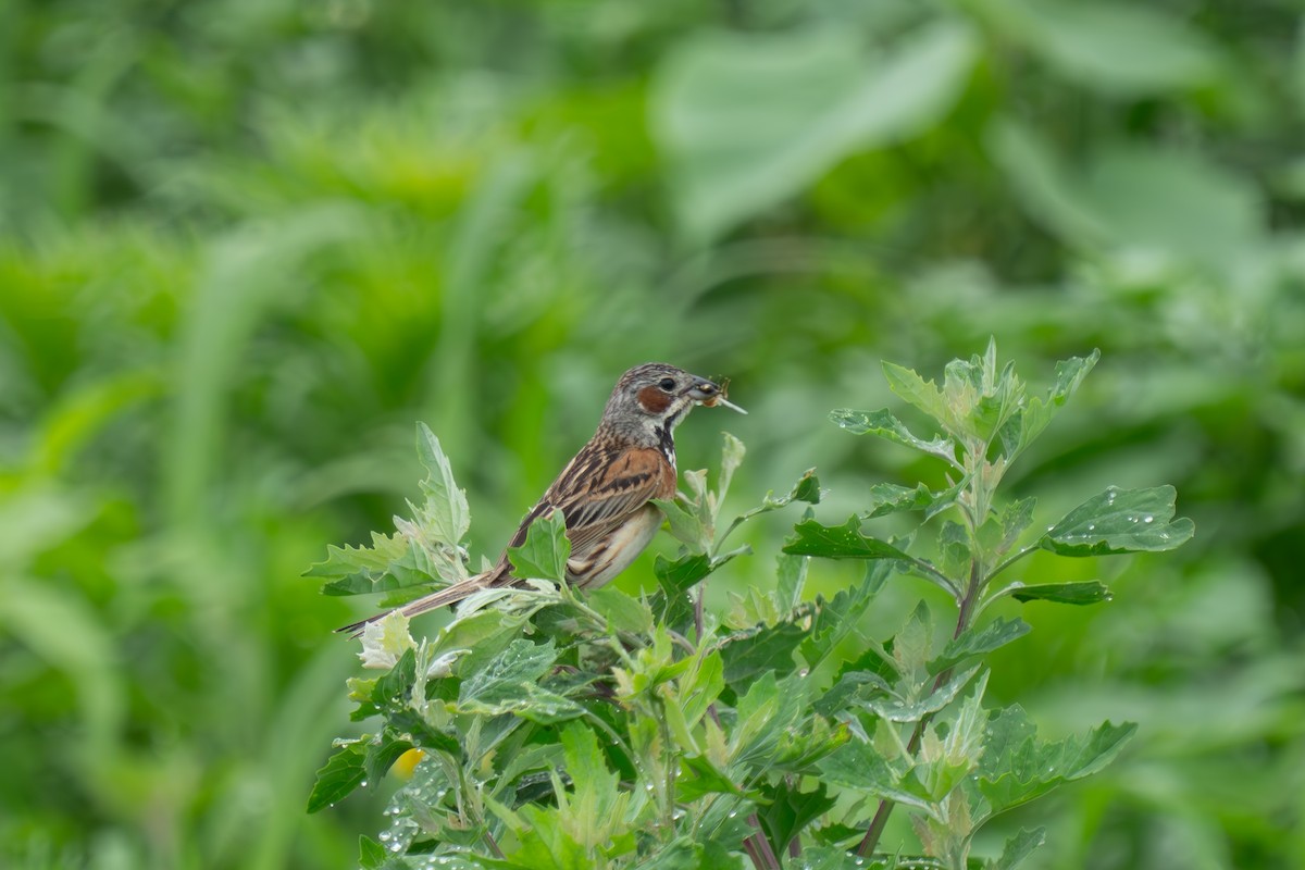 Chestnut-eared Bunting - ML638263243