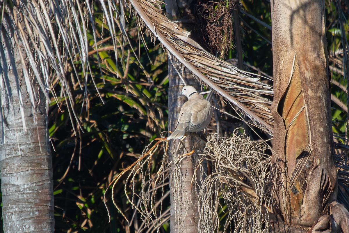 African Collared-Dove - ML638263244