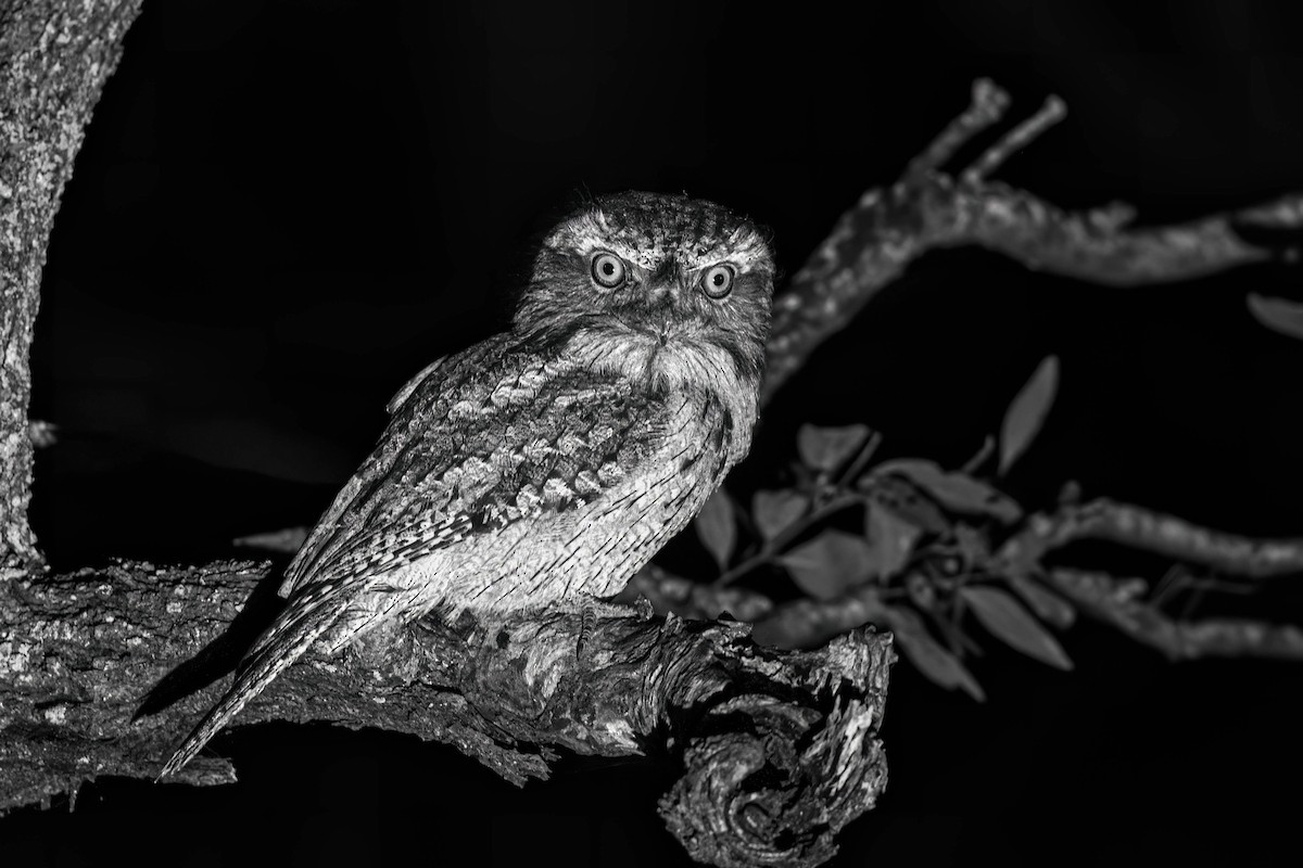 Tawny Frogmouth - ML638263260