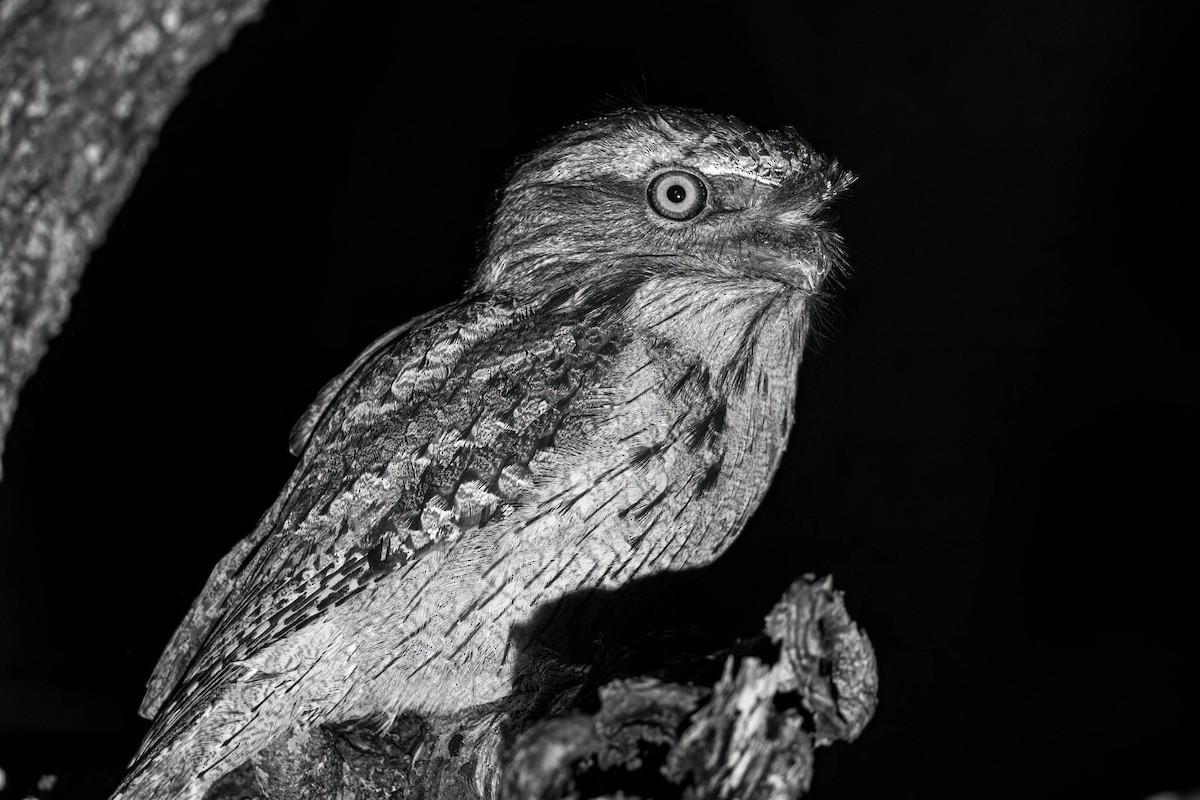 Tawny Frogmouth - ML638263263