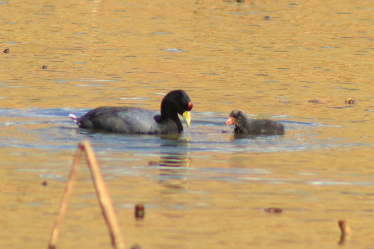 Slate-colored Coot - ML638263264