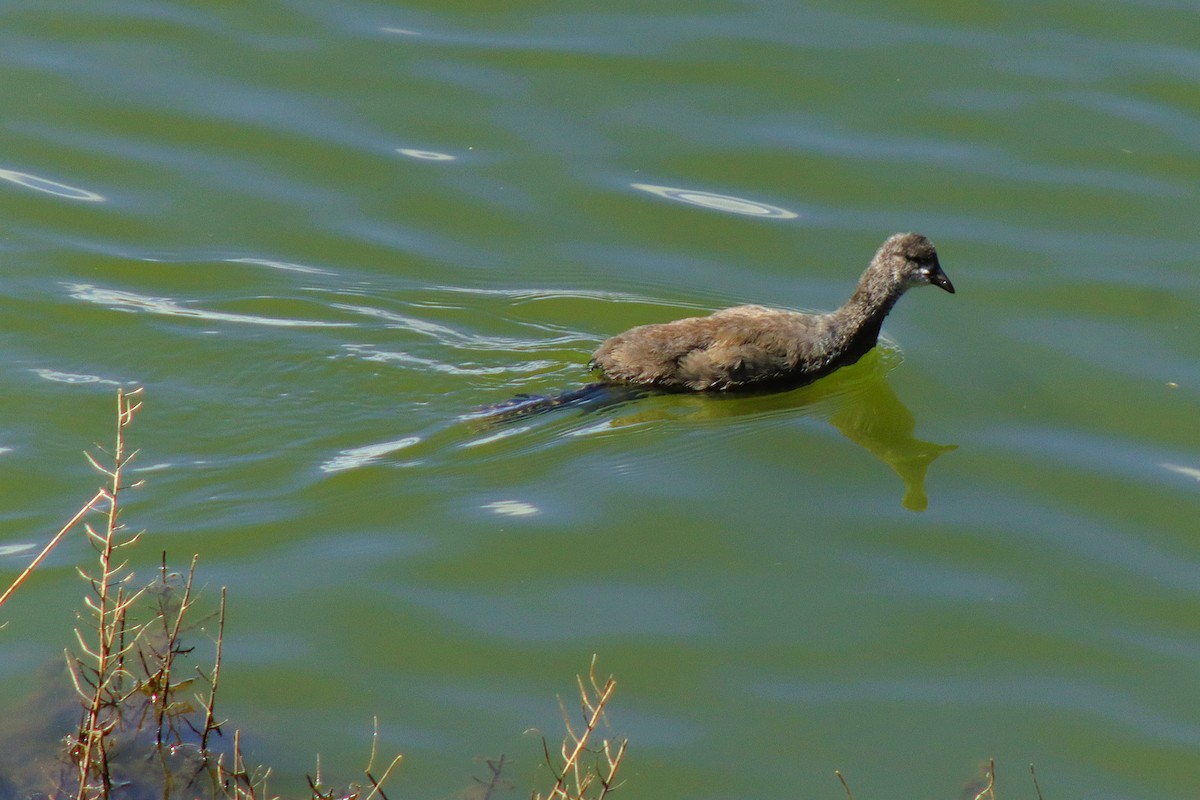 Slate-colored Coot - ML638263265