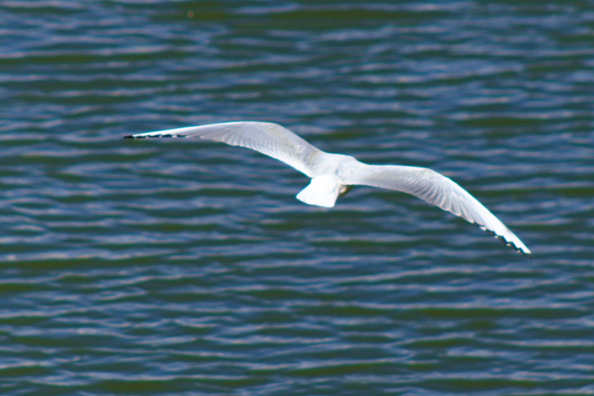 Andean Gull - ML638263269