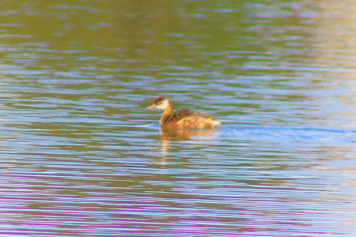 White-tufted Grebe - ML638263280