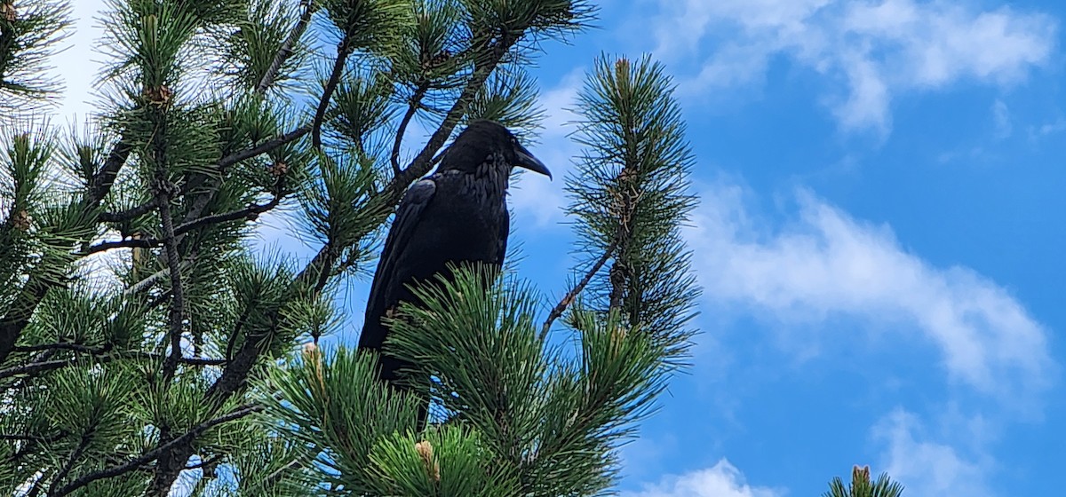 Common Raven - ML638263286