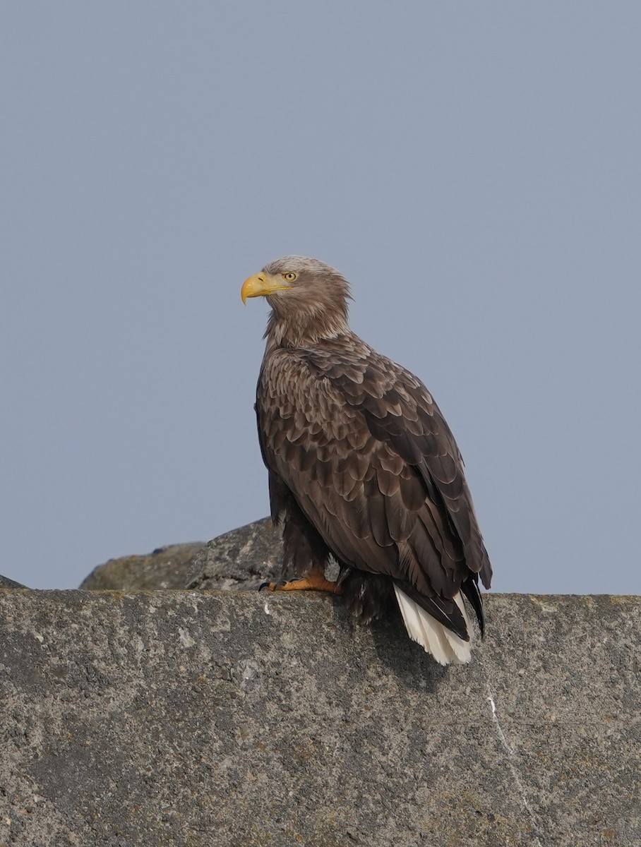 White-tailed Eagle - ML638263288