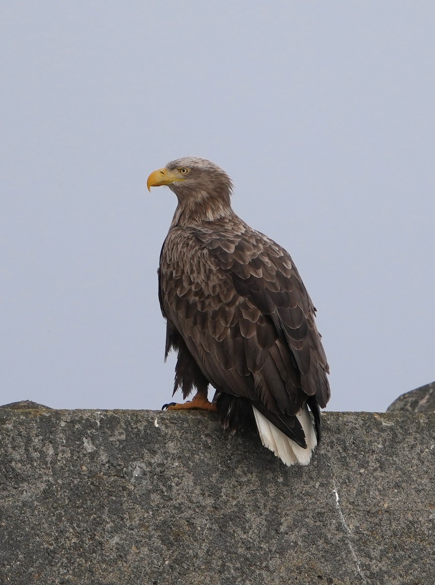 White-tailed Eagle - ML638263289