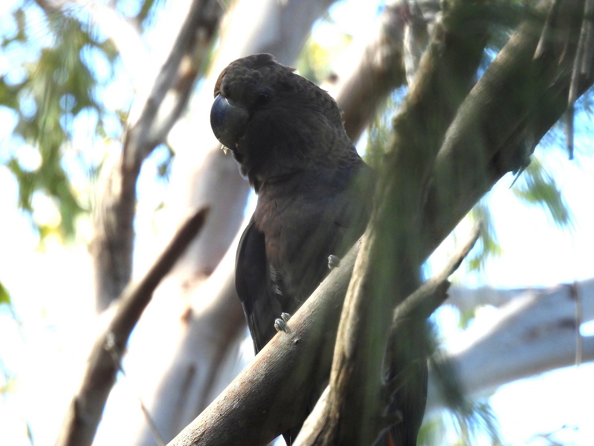 Glossy Black-Cockatoo - ML638263294