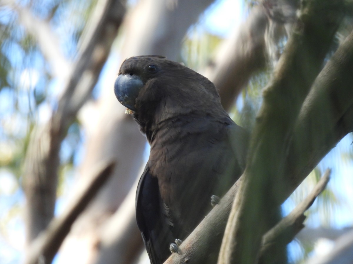 Glossy Black-Cockatoo - ML638263295