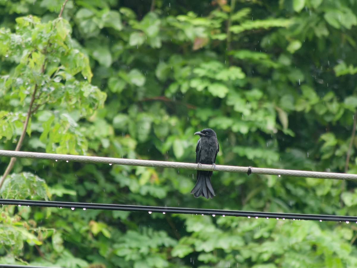 Crow-billed Drongo - ML638263296