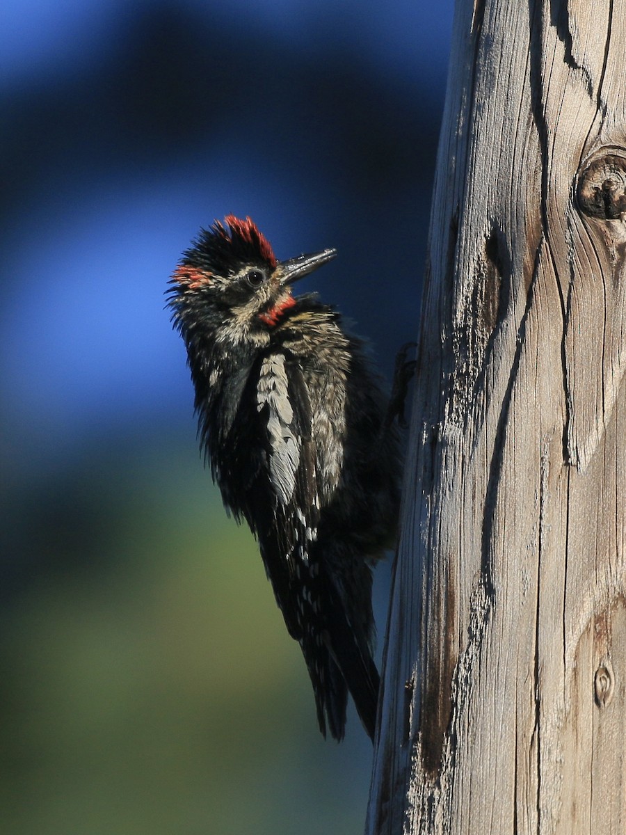 Red-naped Sapsucker - ML638263301