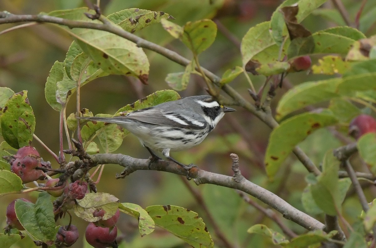 Black-throated Gray Warbler - ML638263310