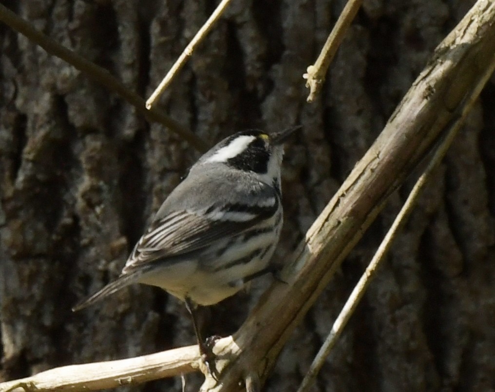Black-throated Gray Warbler - ML638263311