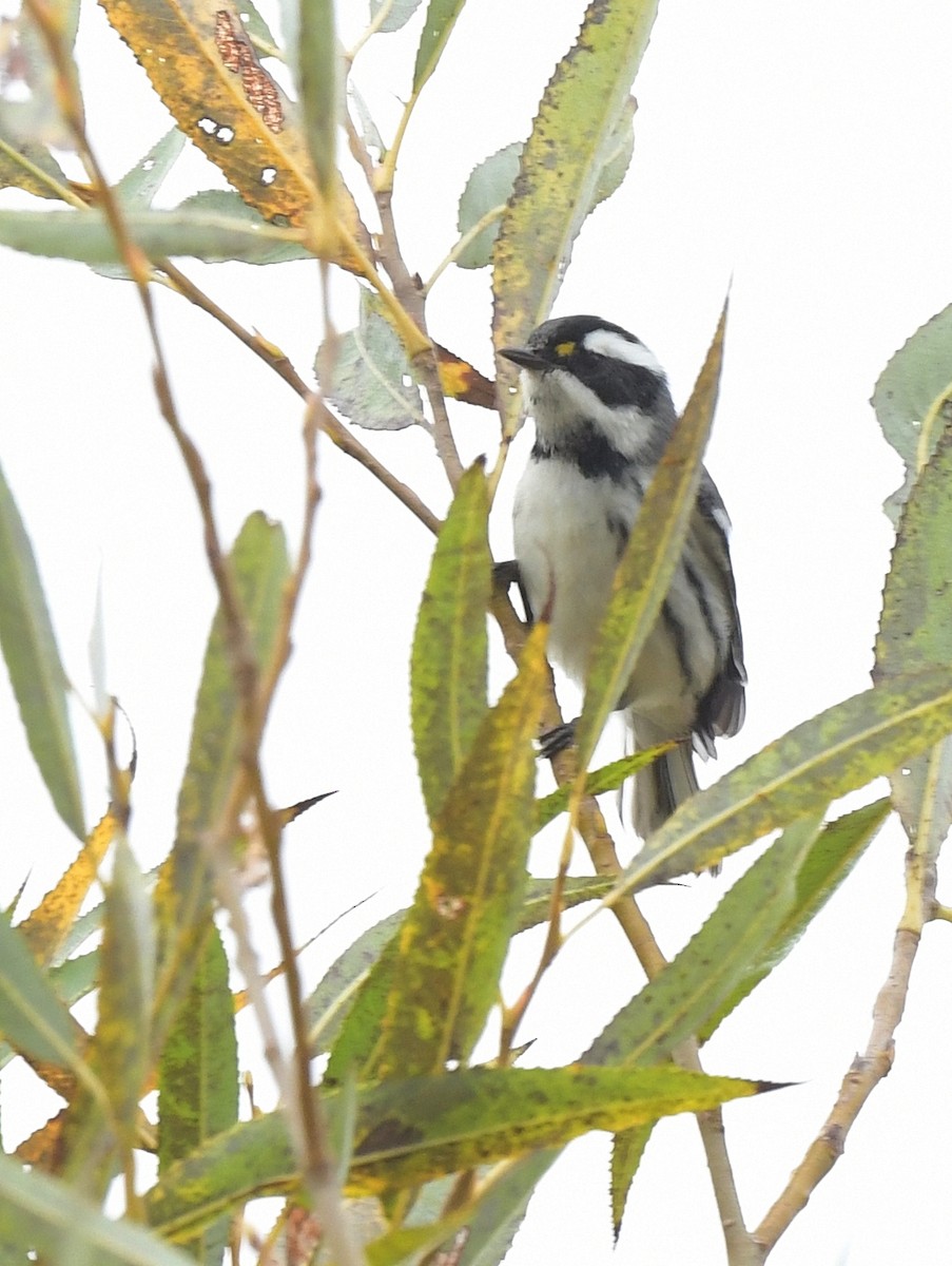 Black-throated Gray Warbler - ML638263312