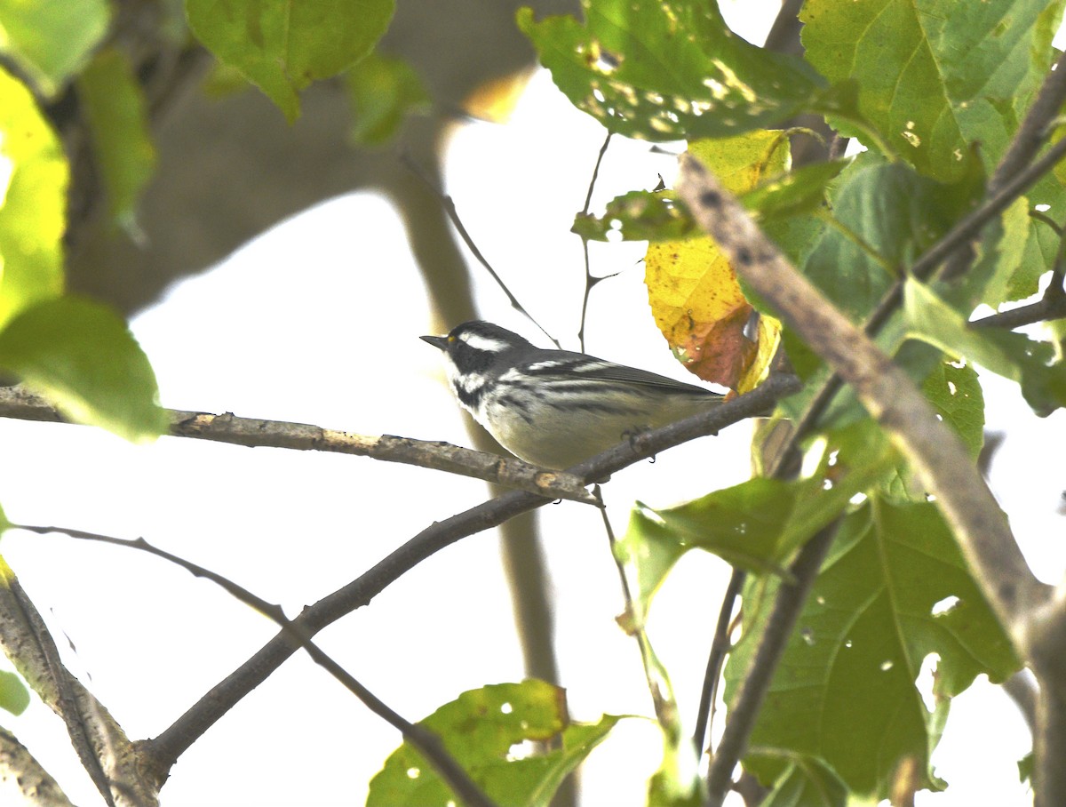 Black-throated Gray Warbler - ML638263316