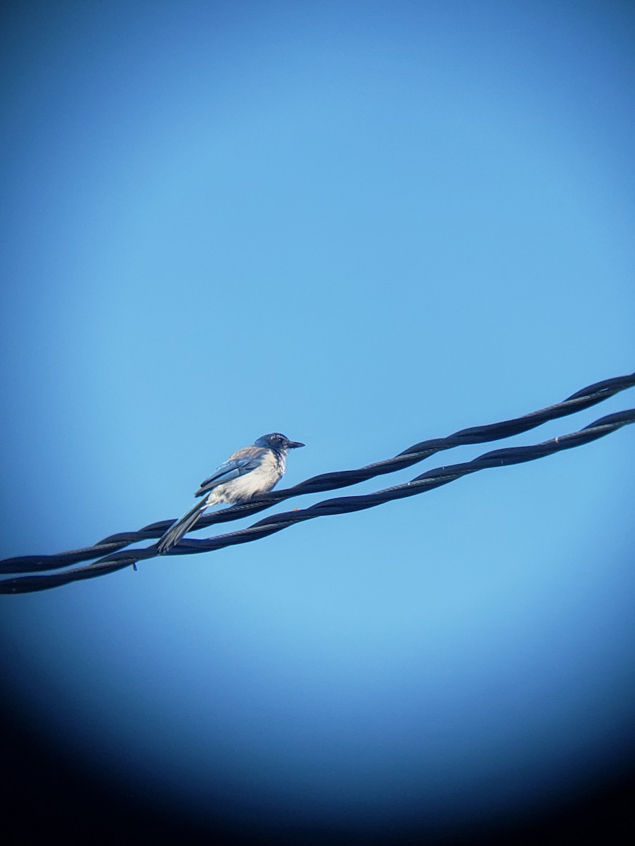 California Scrub-Jay - ML638263324