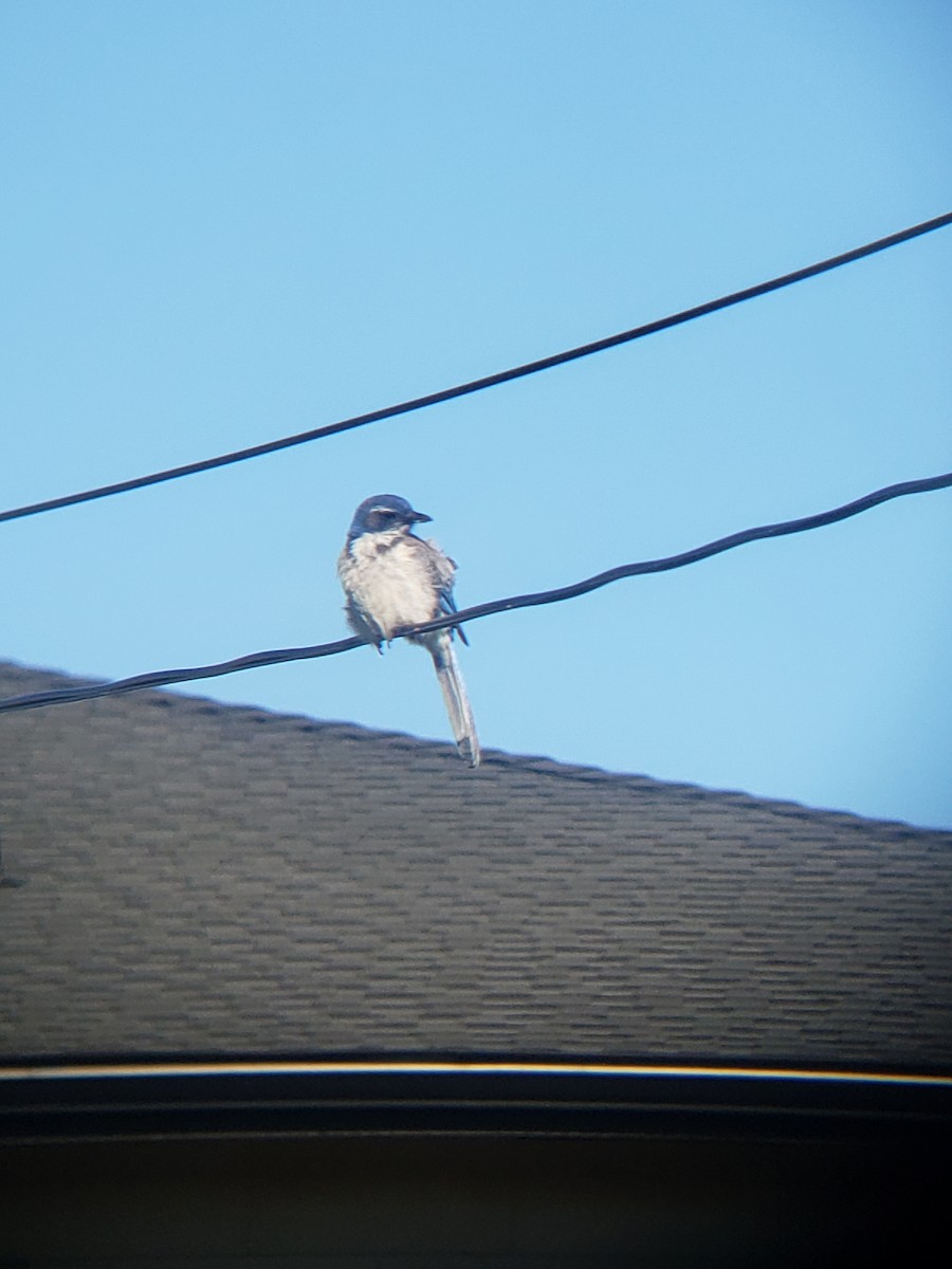 California Scrub-Jay - ML638263325